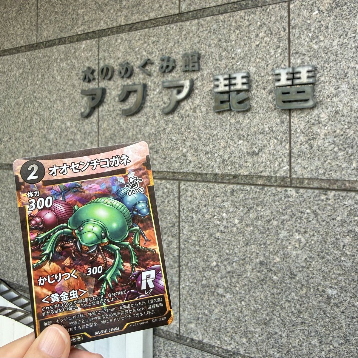 asobi20247's tweet photo. アクア琵琶で2枚目
オオセンチコガネ🪲✨ｹﾞｯﾄｰ😆 https://t.co/GDibP6AXQk