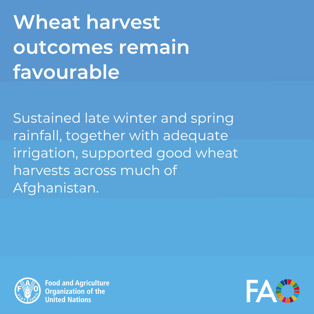 FAOAfghanistan's tweet photo. Swipe through to read some key findings 👇

Read full report here: https://t.co/joCBieTiLX https://t.co/153NXHmivG