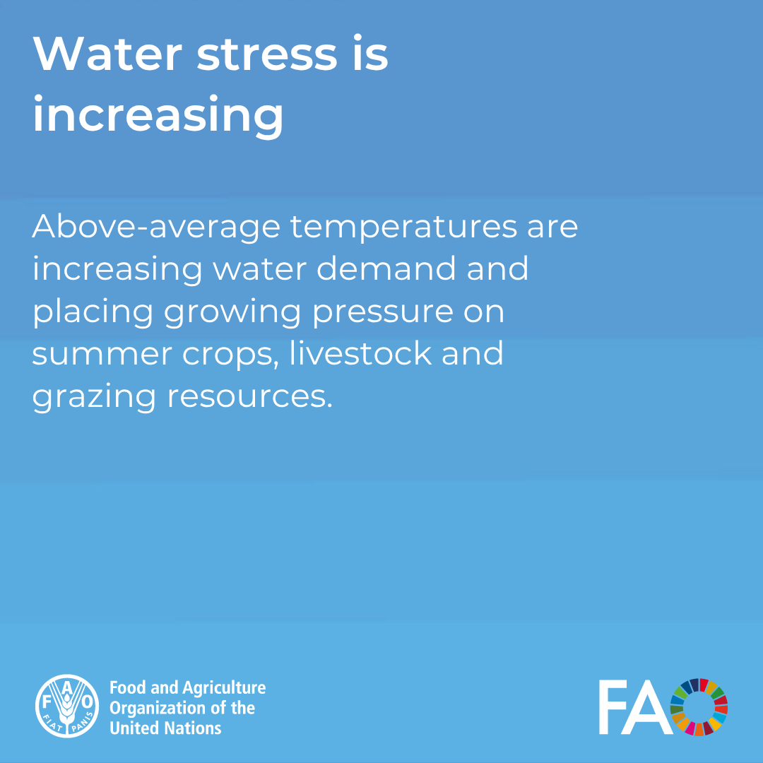 FAOAfghanistan's tweet photo. Swipe through to read some key findings 👇

Read full report here: https://t.co/joCBieTiLX https://t.co/153NXHmivG