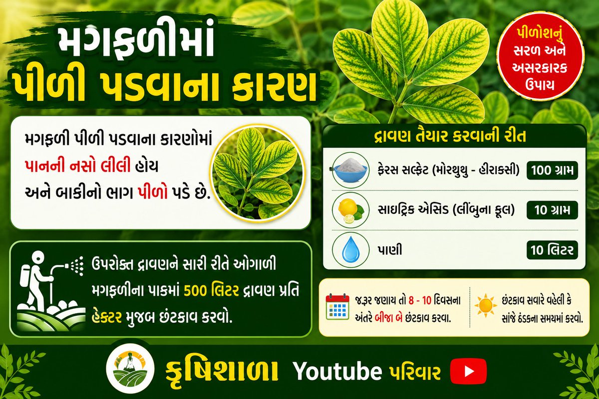 krushishala's tweet photo. મગફળીના પાકમાં પાનની નસો લીલી રહે અને બાકીનો ભાગ પીળો પડે છે?

100 ગ્રામ ફેરસ સલ્ફેટ (મોરથુથુ/હીરાકસી) અને 10 ગ્રામ સાઇટ્રિક એસિડ (લીંબુના ફૂલ) 10 લિટર પાણીમાં ઓગાળી પીળાશની તીવ્રતા અને પાકની વૃદ્ધિ અવસ્થાને ધ્યાનમાં રાખીને 500 લિટર/હેક્ટર મુજબ છંટકાવ કરવો. https://t.co/VSv1ImySG3
