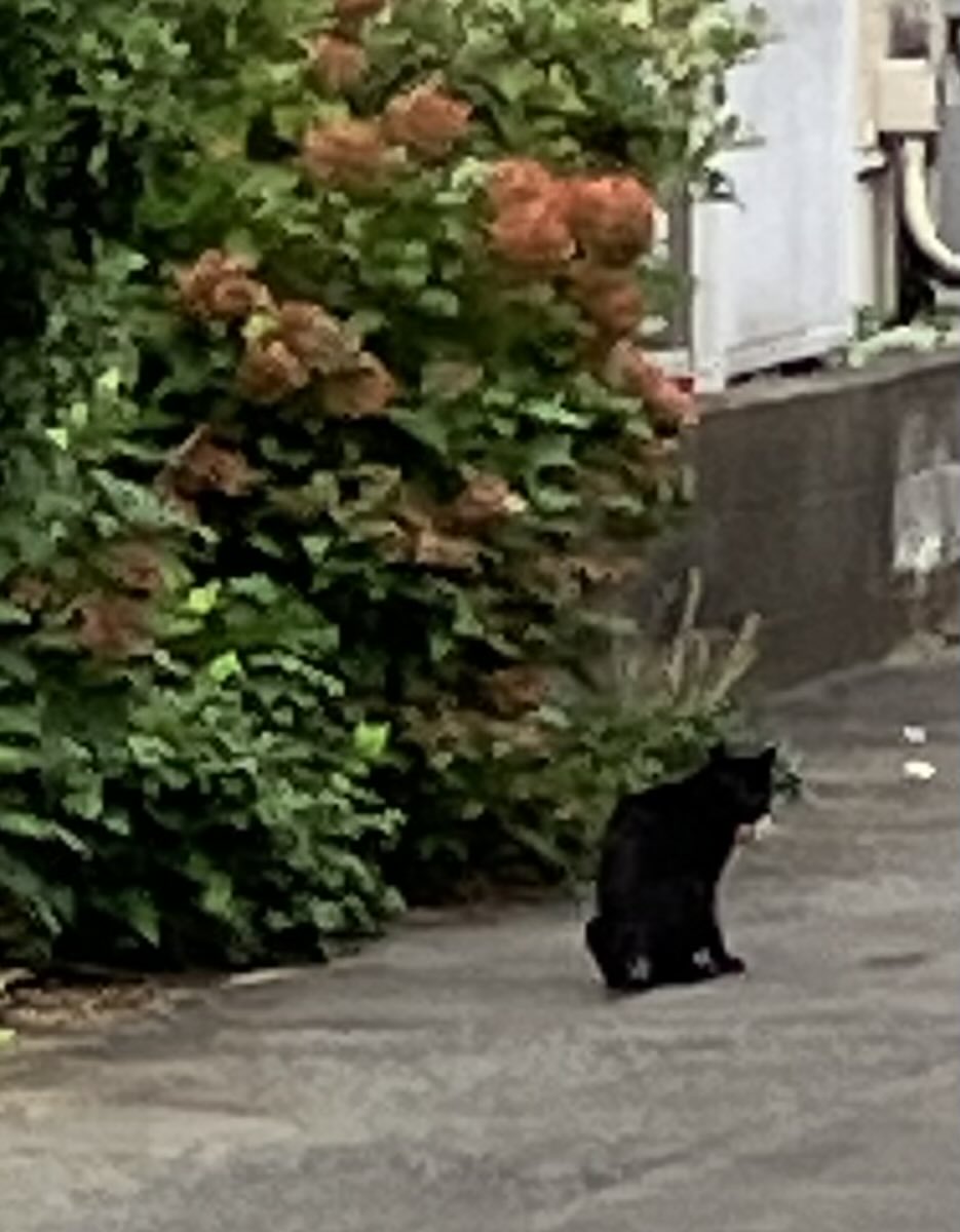 chukahachiman's tweet photo. しばらくご無沙汰していた、黒猫発見した💡🐈‍⬛
近所の工事は休工だから、現場パトロールでしょうか… https://t.co/KASJhXSmyT