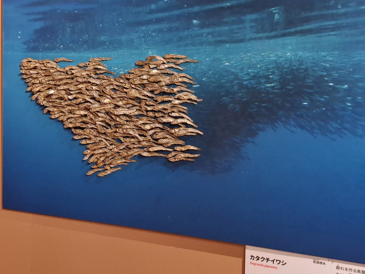 yfukky's tweet photo. 上野の科学博物館のダーウィン展見てきた。カタクチイワシの群れの乾燥標本展示されてたけど煮干しにしか見えない https://t.co/jDYSQBjd8S