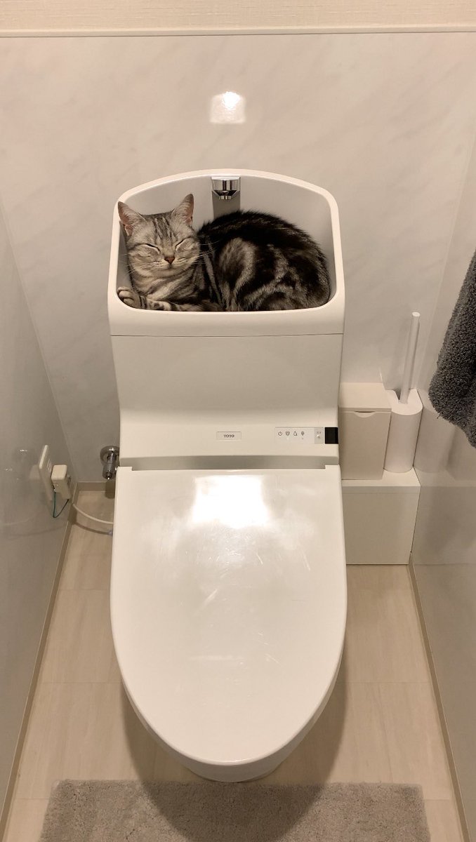 cat_anko3's tweet photo. そこ寝るとこじゃなくておてて洗うとこ https://t.co/gBh4m7yqgo