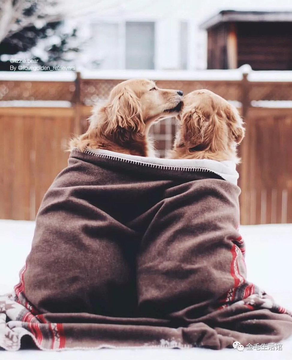 YddgGfccbnfdfhh's tweet photo. Nothing beats coming home to your pup’s tail wagging like crazy  – a furry heart that’s always happy to see you.， https://t.co/v45rFZR5mk