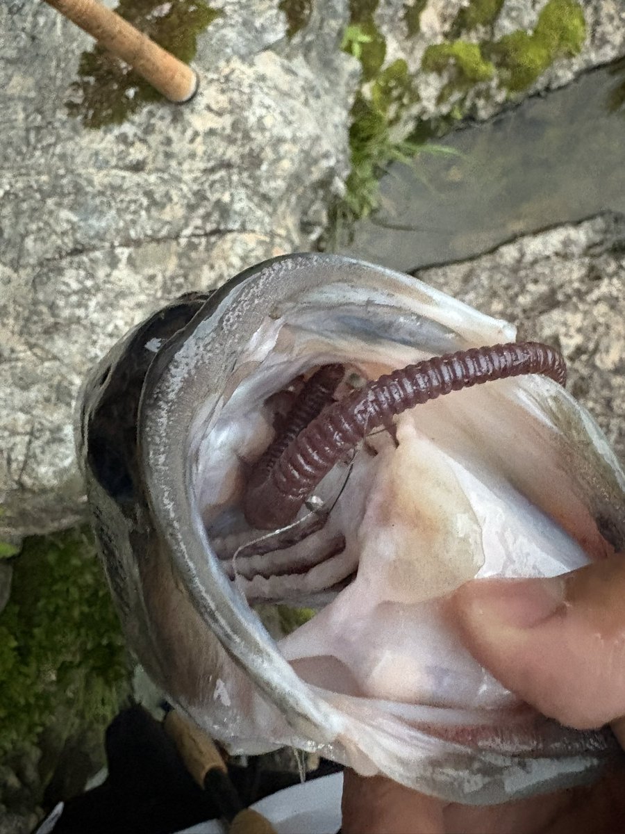 gai_fishing's tweet photo. バス釣り欲が再燃
行ってみたかったリザーバーへ
クリアウォーターむずすぎー笑 https://t.co/WiPcMOuxfx