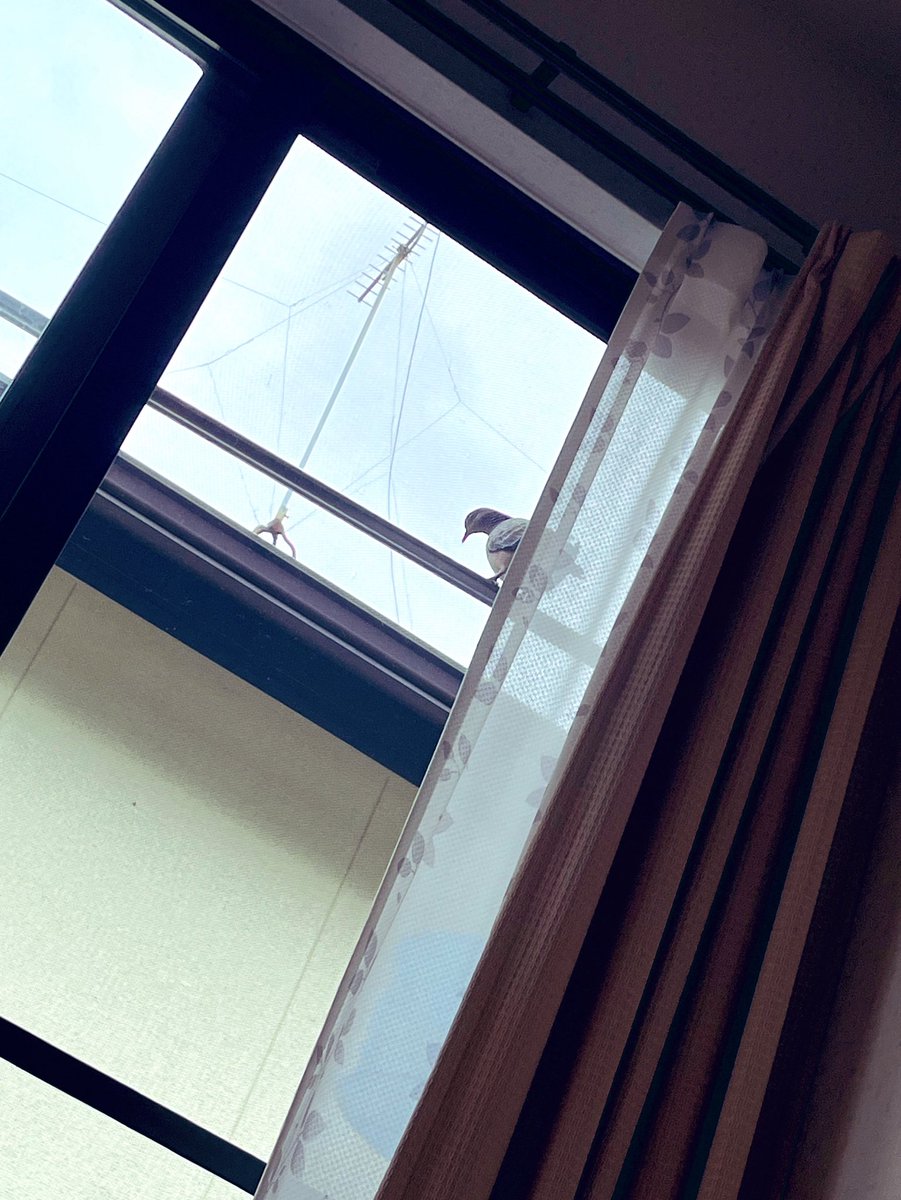 igis_0914's tweet photo. 実家、鳩の距離感バカでおもろい https://t.co/Z57opFDXXX