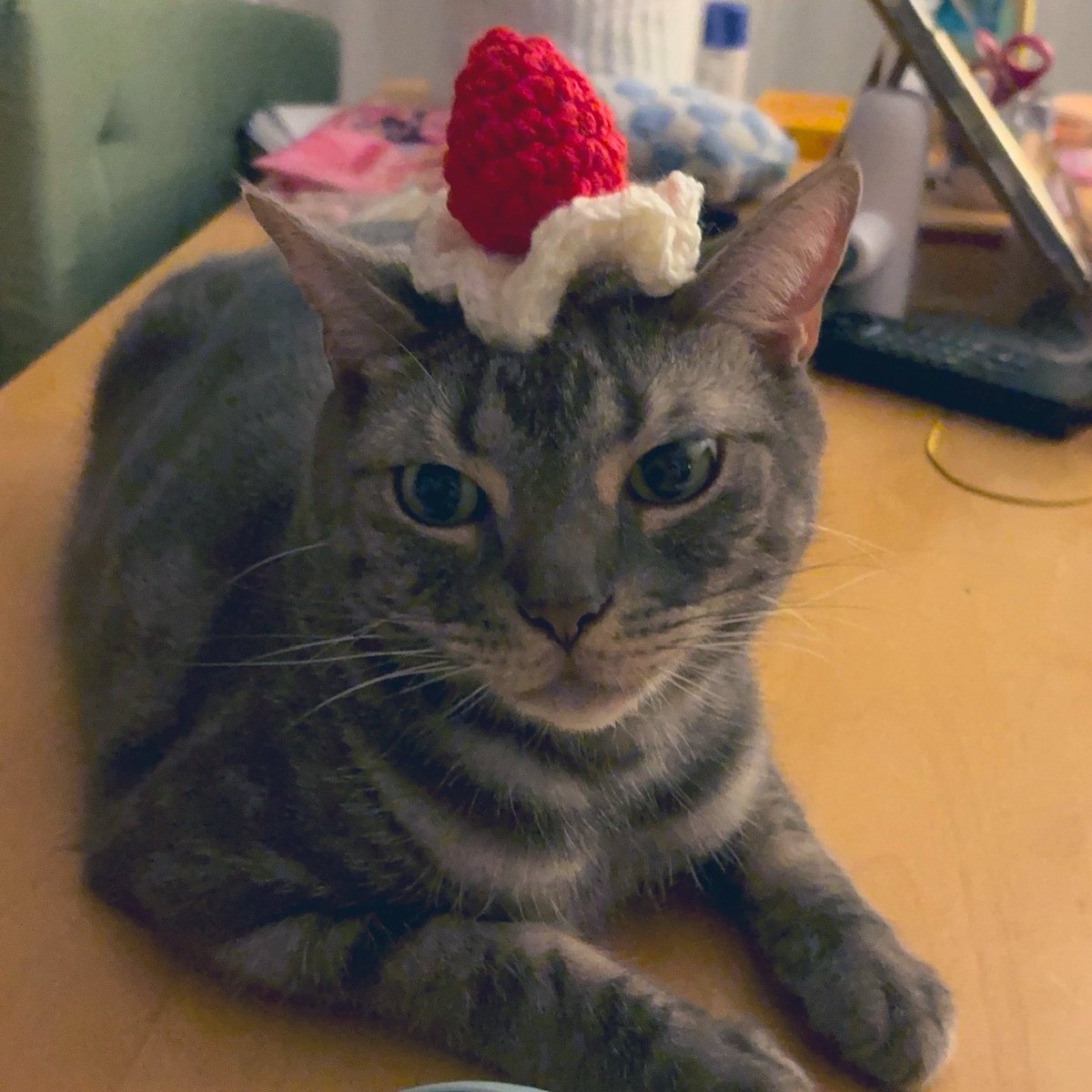 kamimayaa710's tweet photo. 5さいになったぼく

#americanshorthair #cat #bluetabby #tokyo #japan #catlover #アメリカンショートヘア #ブルータビー　#猫   #ねこ   #5歳 #5yearold https://t.co/HmPfXuaXsF