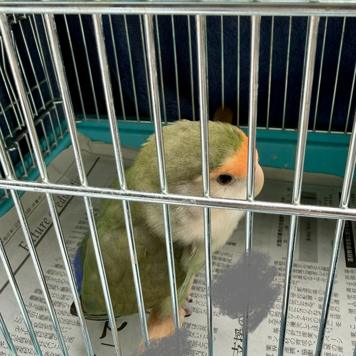 rabel1222's tweet photo. 健康のお墨付きをいただいた🐤チャン https://t.co/gsPVLoPg0J