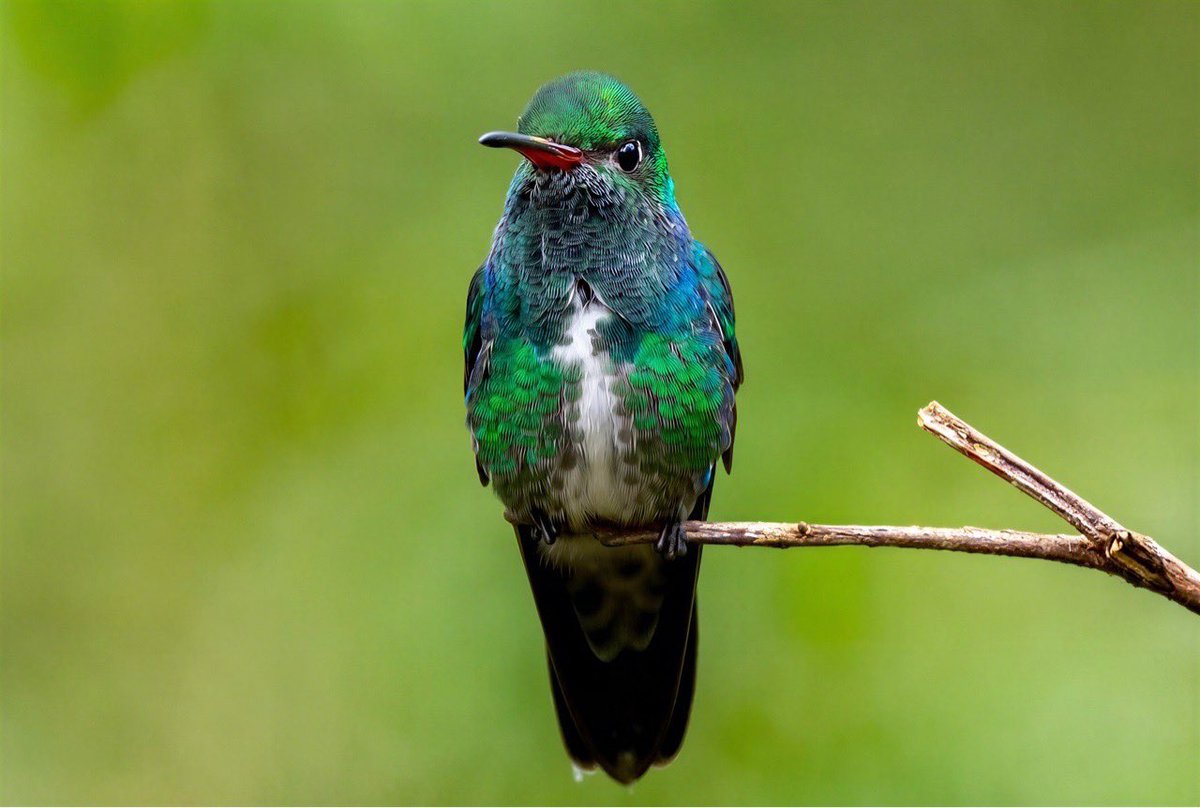 mitoGFP's tweet photo. Glittering-throated Emerald #birdseenin2026 #birds #birdphotography #hummingbird #birdsofecuador #Ecuador #sonyA1 #birdsoftwitter https://t.co/Ol23HIlOnb