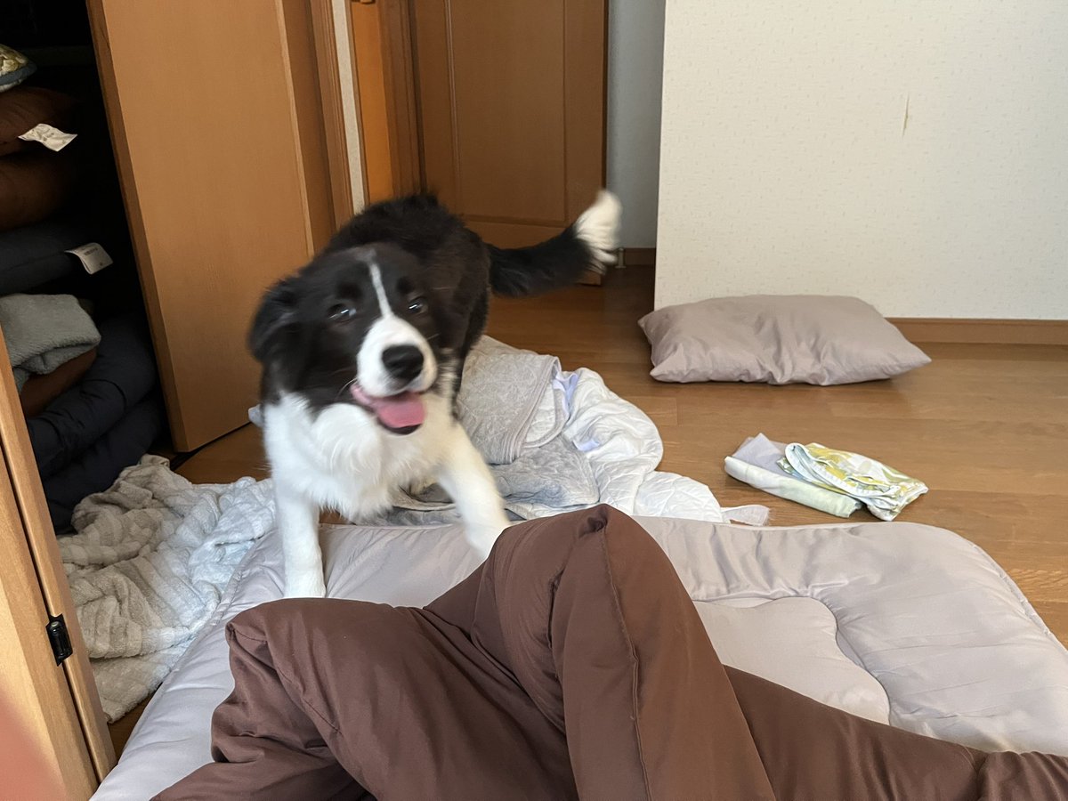 igis_0914's tweet photo. 秒でデカくなっていく　そして人が寝る布団を涎まみれにするな https://t.co/LPFxCxXWYY