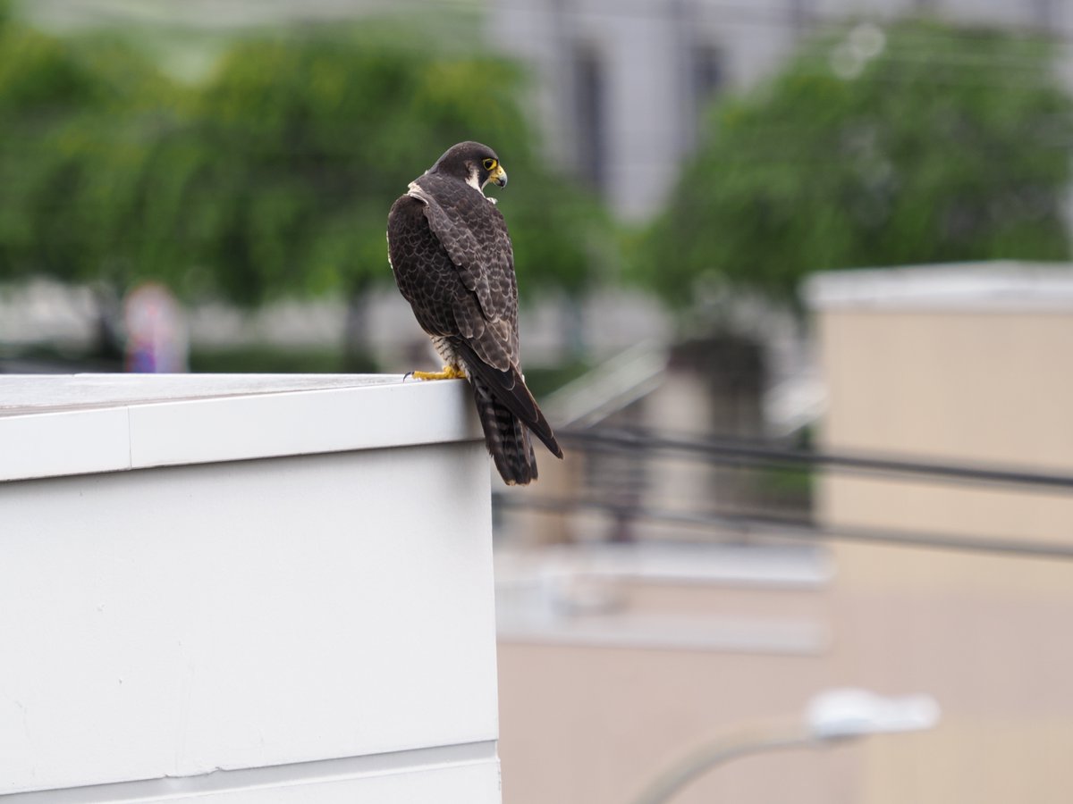 headbangerth's tweet photo. 窓の外に見つけたハヤブサ　＃鳥 https://t.co/syQ7B5pOYl