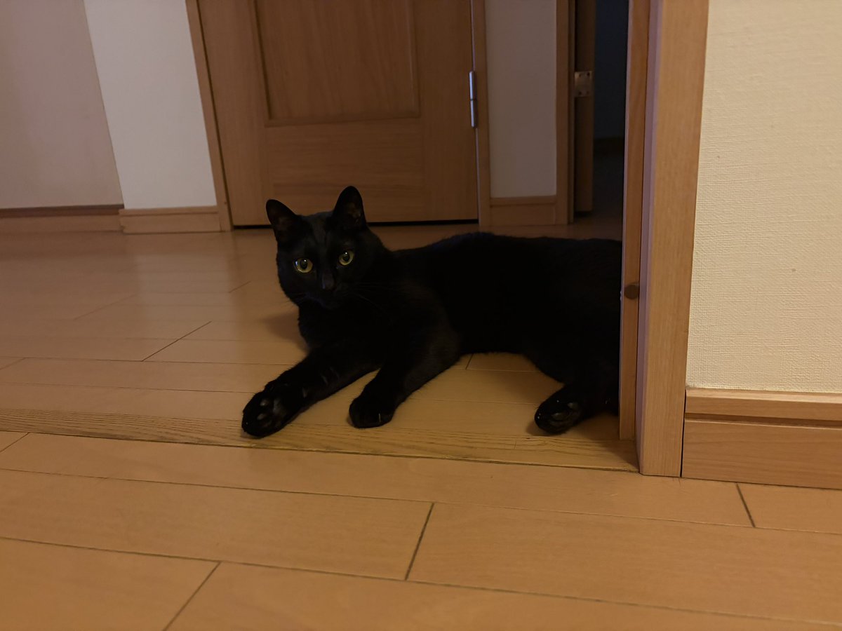 michel723's tweet photo. さぁちゃんがお洗濯物を畳んでいるから、監督しているオレ。

#黒猫
#保護猫
#猫のいる暮らし https://t.co/qNIZUKJHqb