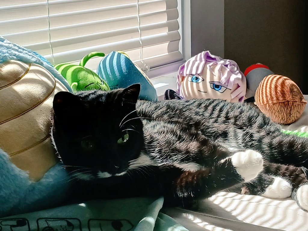 ScoutyLynch's tweet photo. Sweetest cats https://t.co/6Kl8aKS2c8