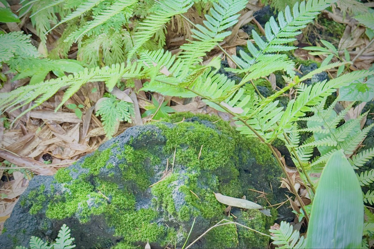 Miranda_mira_mk's tweet photo. 苔萌る 小川の水面
煌めいて 湧水ぷくぷく
涼し気に 舞の如しに
流れては 癒しの刻の
至福味わい

#和歌
#photo

おはようございます☀️何時も有難うございます🙏暑さが増してきましたね…体調にお気を付けて皆様が穏やかで優しい一週間を過ごせます様に…愛を込めて🌹
今週も宜しくお願いします🙏✨ https://t.co/PrxyrKhyrZ