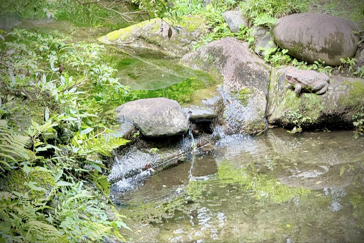 Miranda_mira_mk's tweet photo. 苔萌る 小川の水面
煌めいて 湧水ぷくぷく
涼し気に 舞の如しに
流れては 癒しの刻の
至福味わい

#和歌
#photo

おはようございます☀️何時も有難うございます🙏暑さが増してきましたね…体調にお気を付けて皆様が穏やかで優しい一週間を過ごせます様に…愛を込めて🌹
今週も宜しくお願いします🙏✨ https://t.co/PrxyrKhyrZ