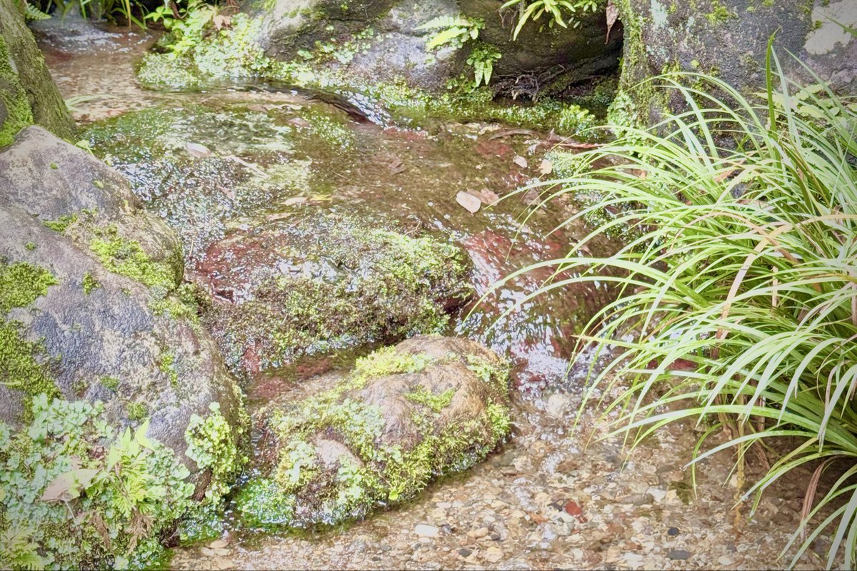 Miranda_mira_mk's tweet photo. 苔萌る 小川の水面
煌めいて 湧水ぷくぷく
涼し気に 舞の如しに
流れては 癒しの刻の
至福味わい

#和歌
#photo

おはようございます☀️何時も有難うございます🙏暑さが増してきましたね…体調にお気を付けて皆様が穏やかで優しい一週間を過ごせます様に…愛を込めて🌹
今週も宜しくお願いします🙏✨ https://t.co/PrxyrKhyrZ