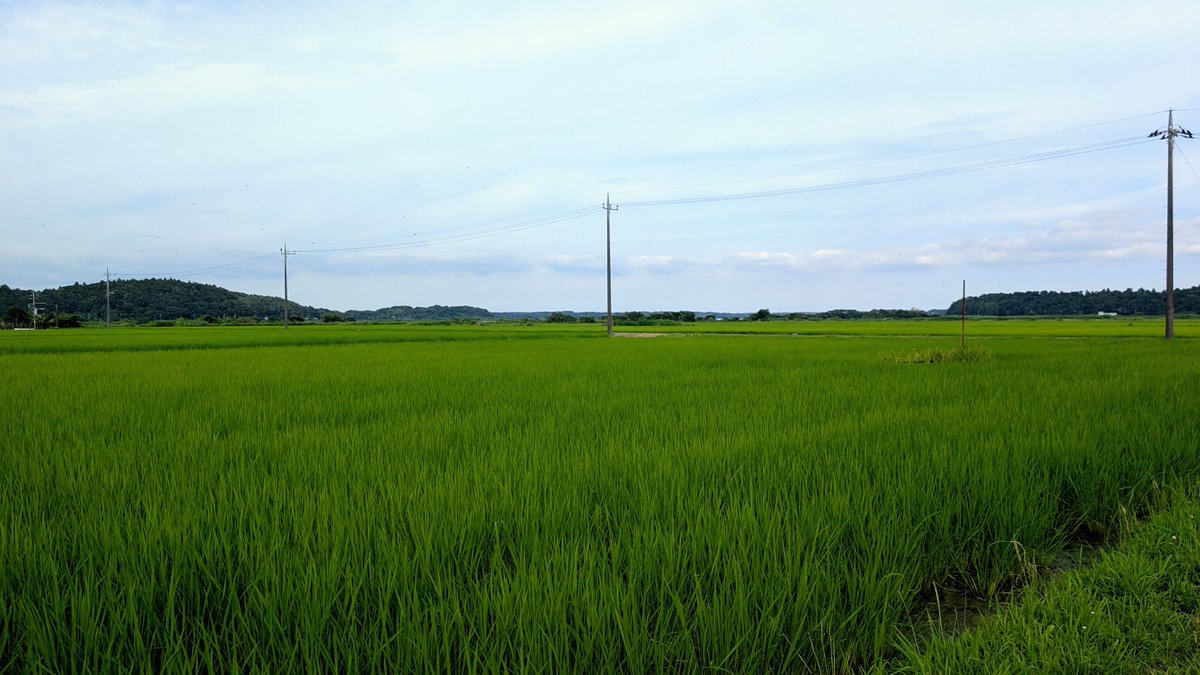 gr4gou's tweet photo. 2026年7月12日。
今年初めて聞く蝉の声。
本格的な夏の訪れを知らせる音♪ https://t.co/W2fbthBwwg
