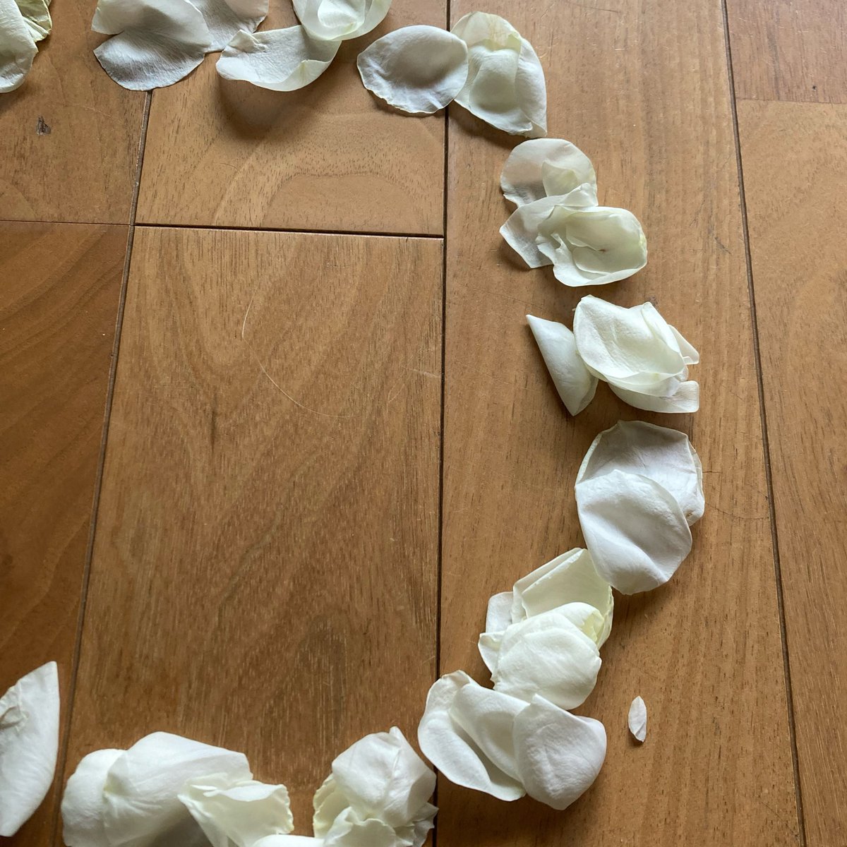 from__garden's tweet photo. なにいろのお花が好きですか https://t.co/msp42C1Sqw
