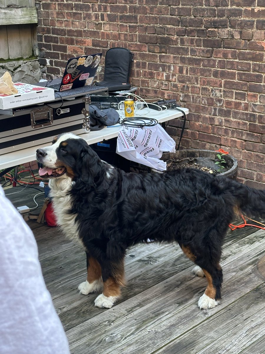AdrianHalac's tweet photo. Picture this: Switzerland - Argentina is set to kick off, we’re missing our best player, they have Messi, a Bernese mountain dog suddenly shows up at the party 

Yeah we’re winning this aren’t we https://t.co/iwH5g1Fq43