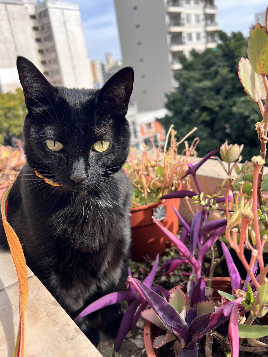 marilaain's tweet photo. Esta semidiosa estuvo casi sin comer durante varios días. Hecha un trapo de piso, ni se movía. Ecografías, estudios, veterinarios arañados (2), hasta una vecina enfermera vino a aplicarle un inyectable. Los resultados: todo perfecto, solo estaba enojada conmigo 🙄 https://t.co/OSp65xsPwf