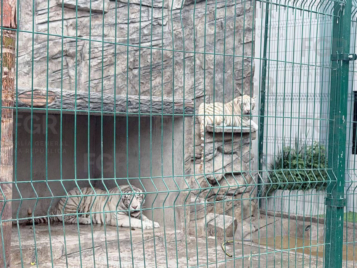 FGR_Hgo's tweet photo. Derivado de una denuncia en Ventanilla de Atención de la #FGR, se cumplimentó orden de cateo por un posible delito contra la biodiversidad.
Se aseguraron dos tigres blancos, los cuales quedaron a disposición del #MPF para continuar con investigaciones. https://t.co/7EtOeZNO8a https://t.co/hnyzmMbo7I