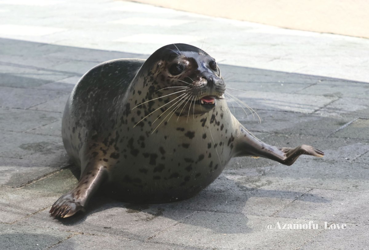 Azamofu_Love's tweet photo. おさかな食べながらお散歩中🐟️🦭🎵

2026.7　ずっきーに
#アザラシ #ゴマフアザラシ #うみたまご https://t.co/zTHJghdEVH