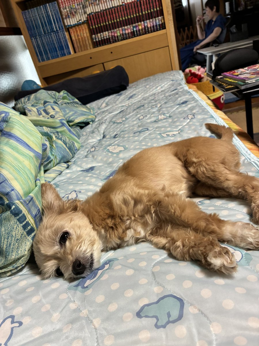 taristt's tweet photo. 今朝の愛犬⛅️きなこ🐶

#きなこ #犬 #チワプー #プーチー #ミックス犬 #愛犬きなこ #くだもの屋さんのマンゴー #ドライフルーツ https://t.co/WzOQXc4h0c