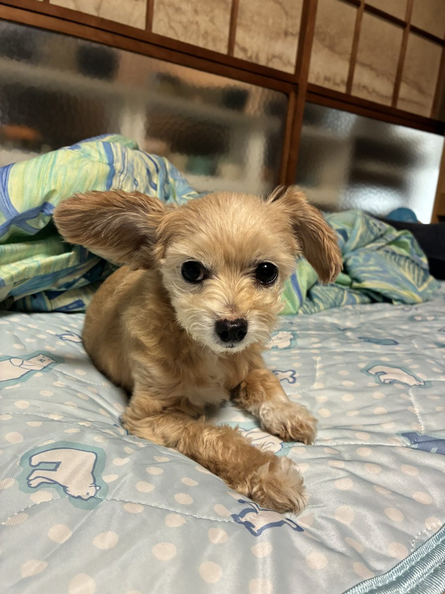 taristt's tweet photo. 今朝の愛犬⛅️きなこ🐶

#きなこ #犬 #チワプー #プーチー #ミックス犬 #愛犬きなこ #くだもの屋さんのマンゴー #ドライフルーツ https://t.co/WzOQXc4h0c