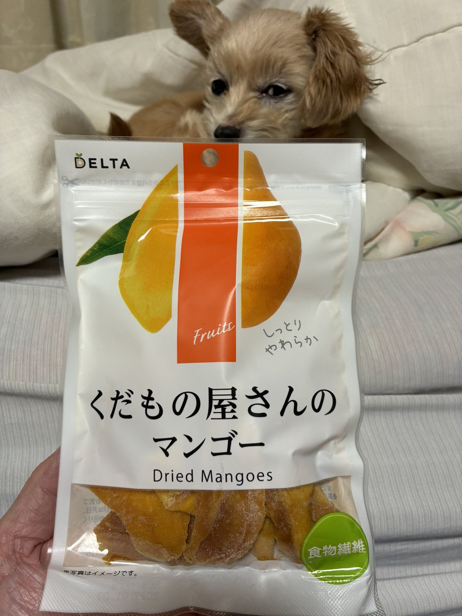 taristt's tweet photo. 今朝の愛犬⛅️きなこ🐶

#きなこ #犬 #チワプー #プーチー #ミックス犬 #愛犬きなこ #くだもの屋さんのマンゴー #ドライフルーツ https://t.co/WzOQXc4h0c