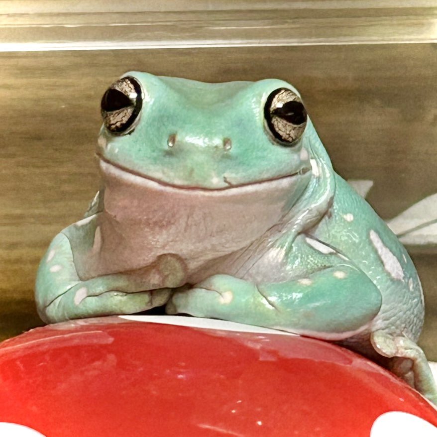 nitapistan's tweet photo. なんで今日そんな自慢げなお顔つき🐸？
#frog #WhiteTreeFrog
#カエル #イエアメガエル https://t.co/Kp5XwxtoIU
