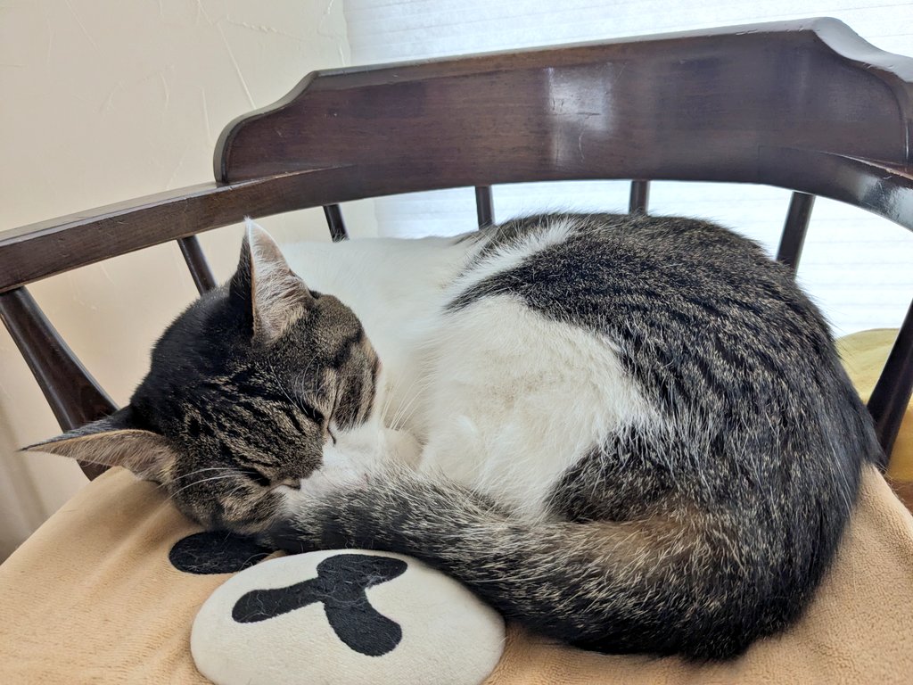 可愛すぎるワカちゃん😺🎀 #猫 #猫好きと繋がりたい #猫