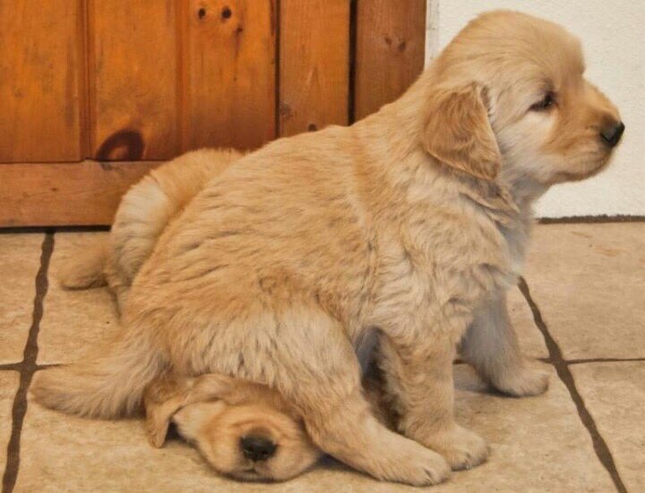 SiliGremlin's tweet photo. Get offff,,,,, get offf of meee,,, I’m not a chairr,,, stoppp,,, https://t.co/cJTZuOEoQX