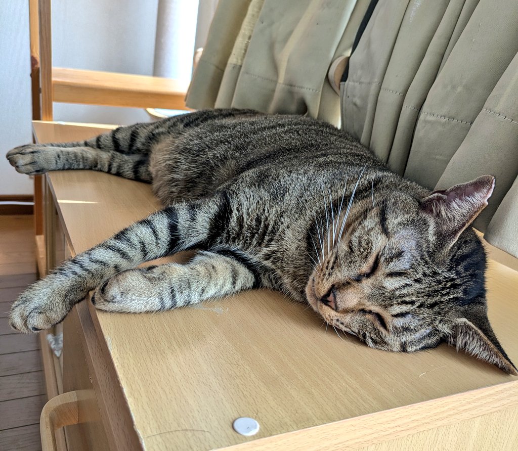 8pTiu's tweet photo. かわいいなぁ〜☺️🐱😺✨ https://t.co/xS7KeO9KyV