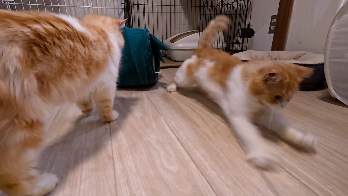 horiman2993's tweet photo. https://t.co/kyq1r39rn9
保護猫カフェキャットスペースにいるカノちゃんはブリーダー崩壊から保護されました
毛玉まみれで保護されたのでサマーカットされています
人はまだ怖くて甘噛みや猫パンチをしてしまいますが遊ぶのは大好き
どことなくラガマフィンに似てすごく高貴な感じで可愛いです https://t.co/c5Dn2IO4qM