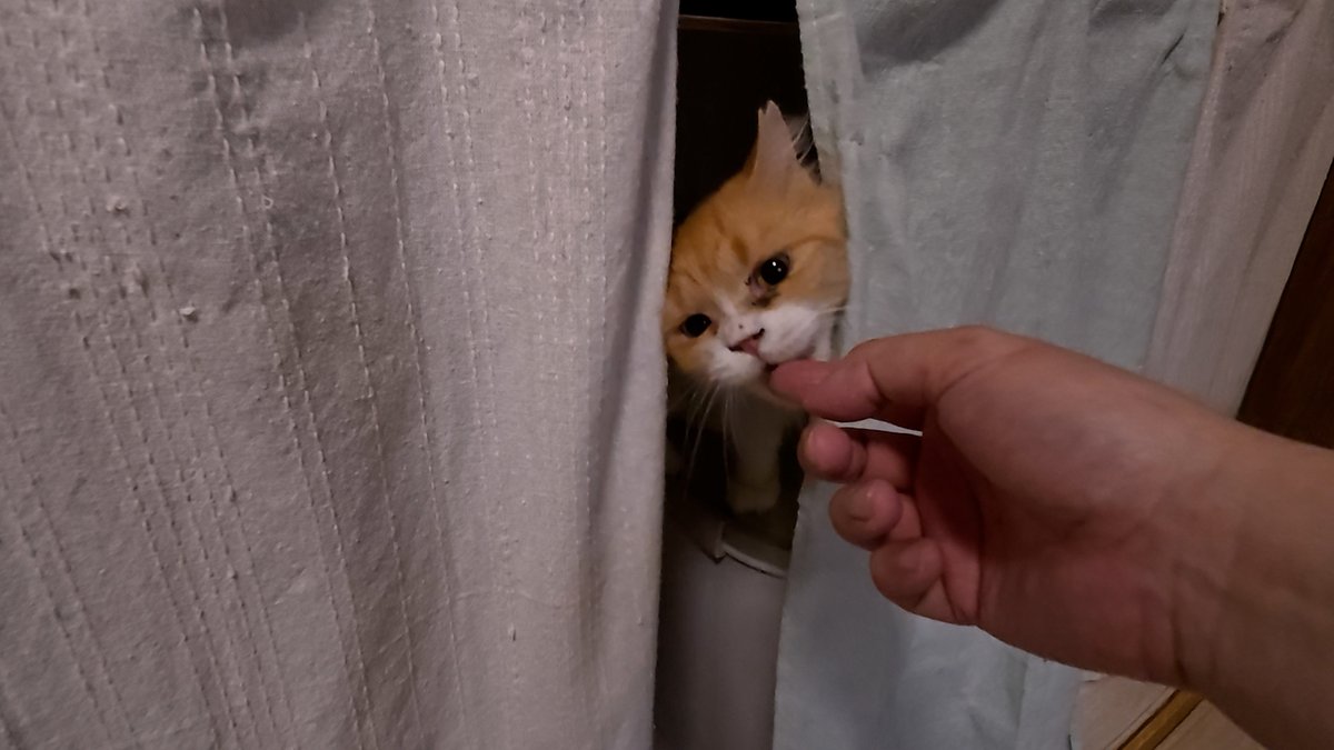 horiman2993's tweet photo. https://t.co/kyq1r39rn9
保護猫カフェキャットスペースにいるカノちゃんはブリーダー崩壊から保護されました
毛玉まみれで保護されたのでサマーカットされています
人はまだ怖くて甘噛みや猫パンチをしてしまいますが遊ぶのは大好き
どことなくラガマフィンに似てすごく高貴な感じで可愛いです https://t.co/c5Dn2IO4qM