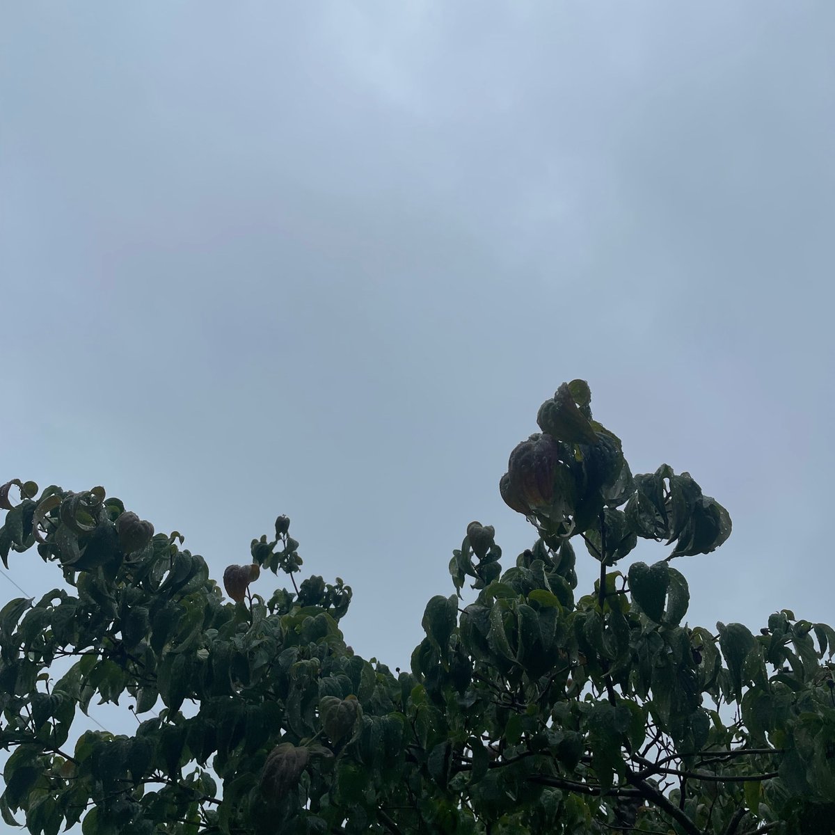 esk0qu3's tweet photo. ‥‥突然ですが⁈
『なんの芽でしょ〜か？』

　　A: たけのこの里
　　B: きのこの山
　　C: エンツァイ

#岩手の梅雨明けはまだです https://t.co/kTXmcubuCS