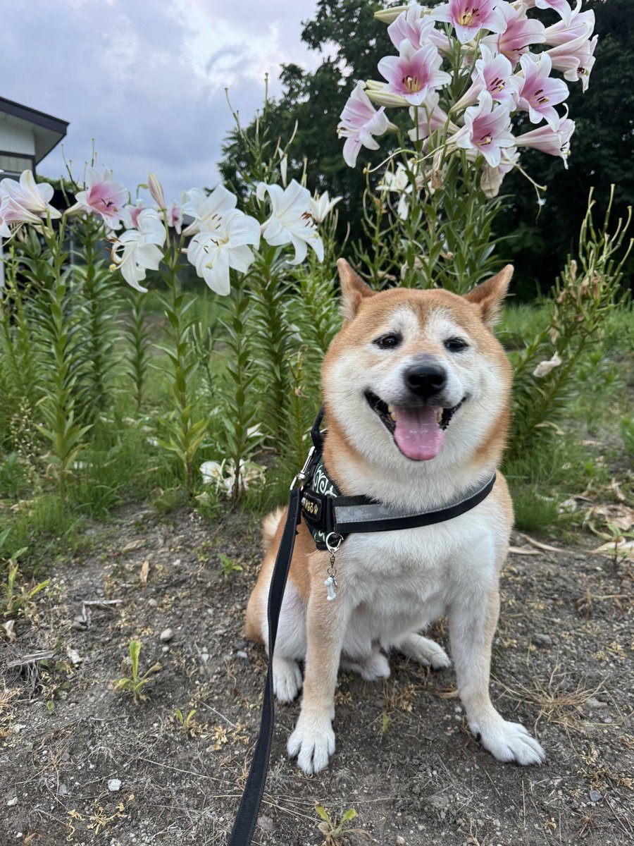 yoshi1830's tweet photo. ユリの花言葉は？ https://t.co/HSxVGTNRvt