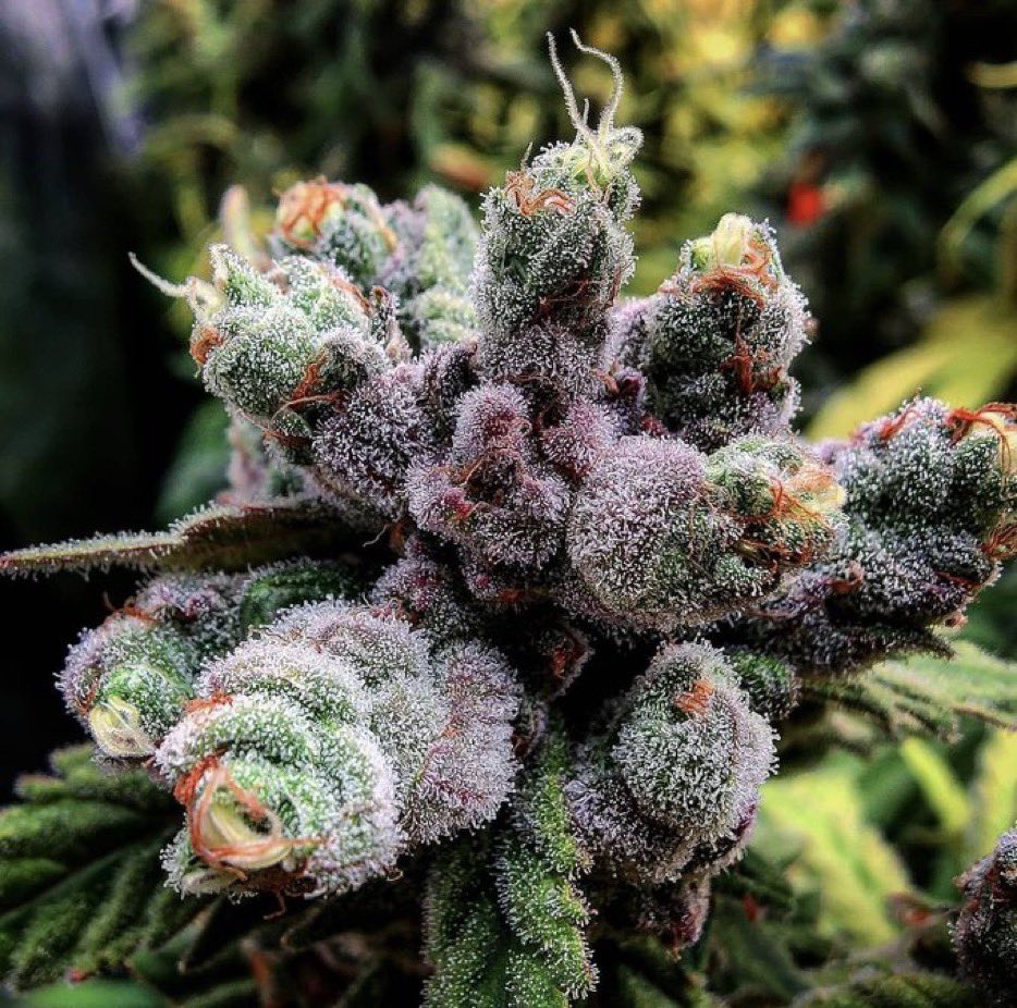 FlyHighweed's tweet photo. Banana Krumble 🍌🍁🌱
Love banana strains 😍
#Weedmob #cannabisculture #WeedLovers #Mmemberville #cannabisusa #Weed #growyourown #420community #CannabisCommunity #cannabisindustry #Growmies #cannabisculture #Uproot https://t.co/oMYfi39wSd