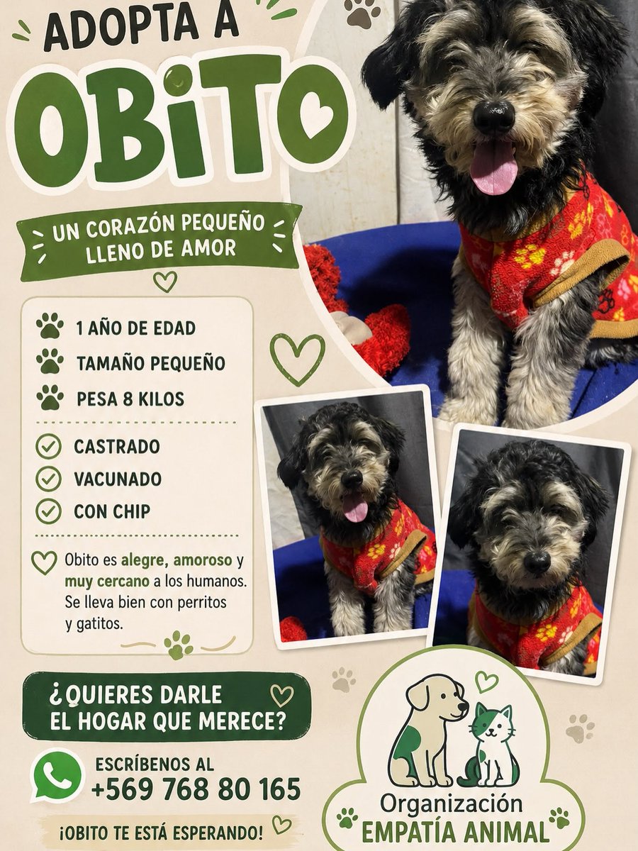 eltuitdemarsh's tweet photo. ¿Ayudamos difundiendo a Obito para que encuentre un hogar?
#Santiago https://t.co/MPrHsWEa2i