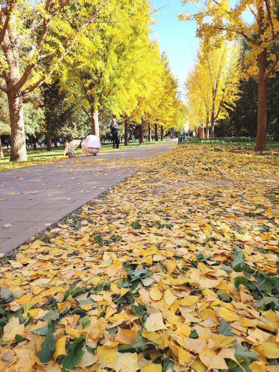 zintl4's tweet photo. Our campus photography club's monthly meet u0026 photo walk kicks off this Saturday at 2 PM! Capture autumn vibes in the west park, meet fellow shutterbugs u0026 share tips—sign up via the club page now! https://t.co/rsW1B81NdD