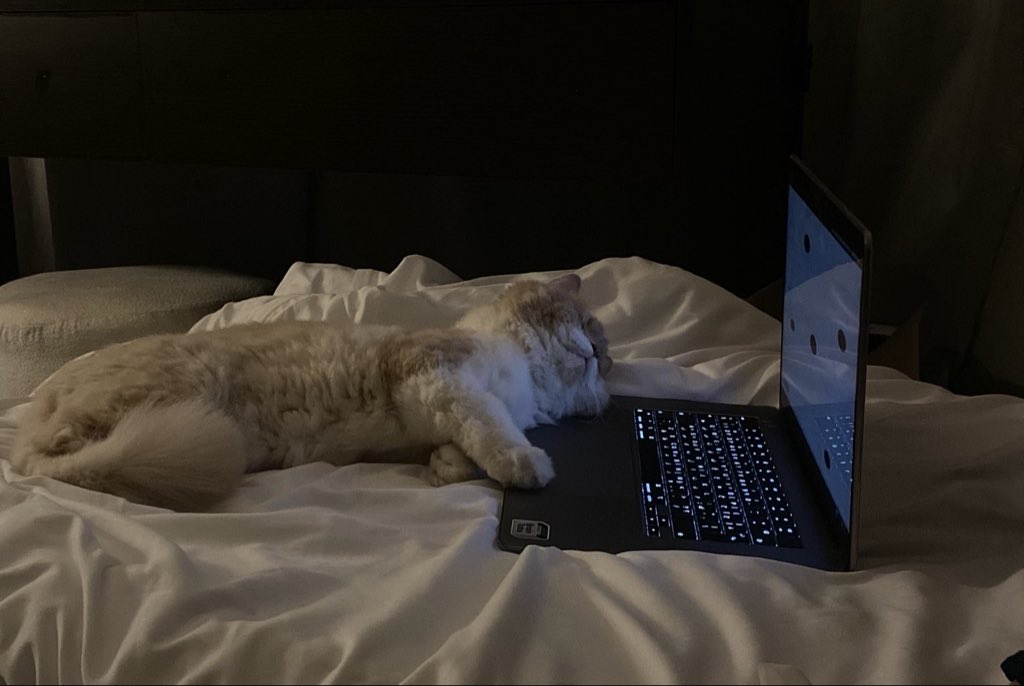 Catwomenwolf_'s tweet photo. https://t.co/OBsRoRBq5A