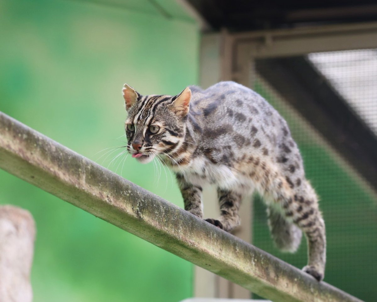 higashiyama5555's tweet photo. 柱の上を歩くベニースモ🐱🐾

＃東山動植物園　＃ツシマヤマネコ https://t.co/WWcIdEjha1