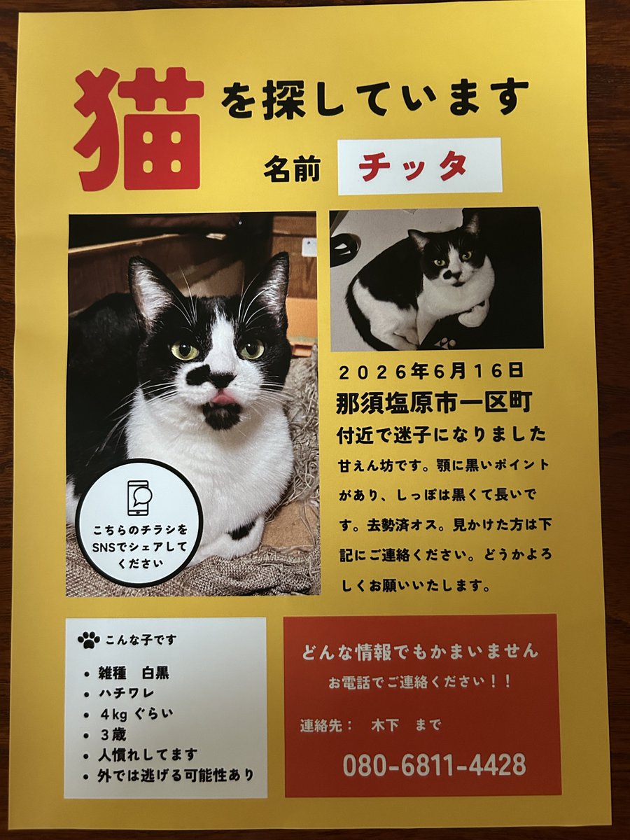 stariki's tweet photo. 😺が迷子になっているようです。ご協力お願いします。 https://t.co/TWV5UjMhzO