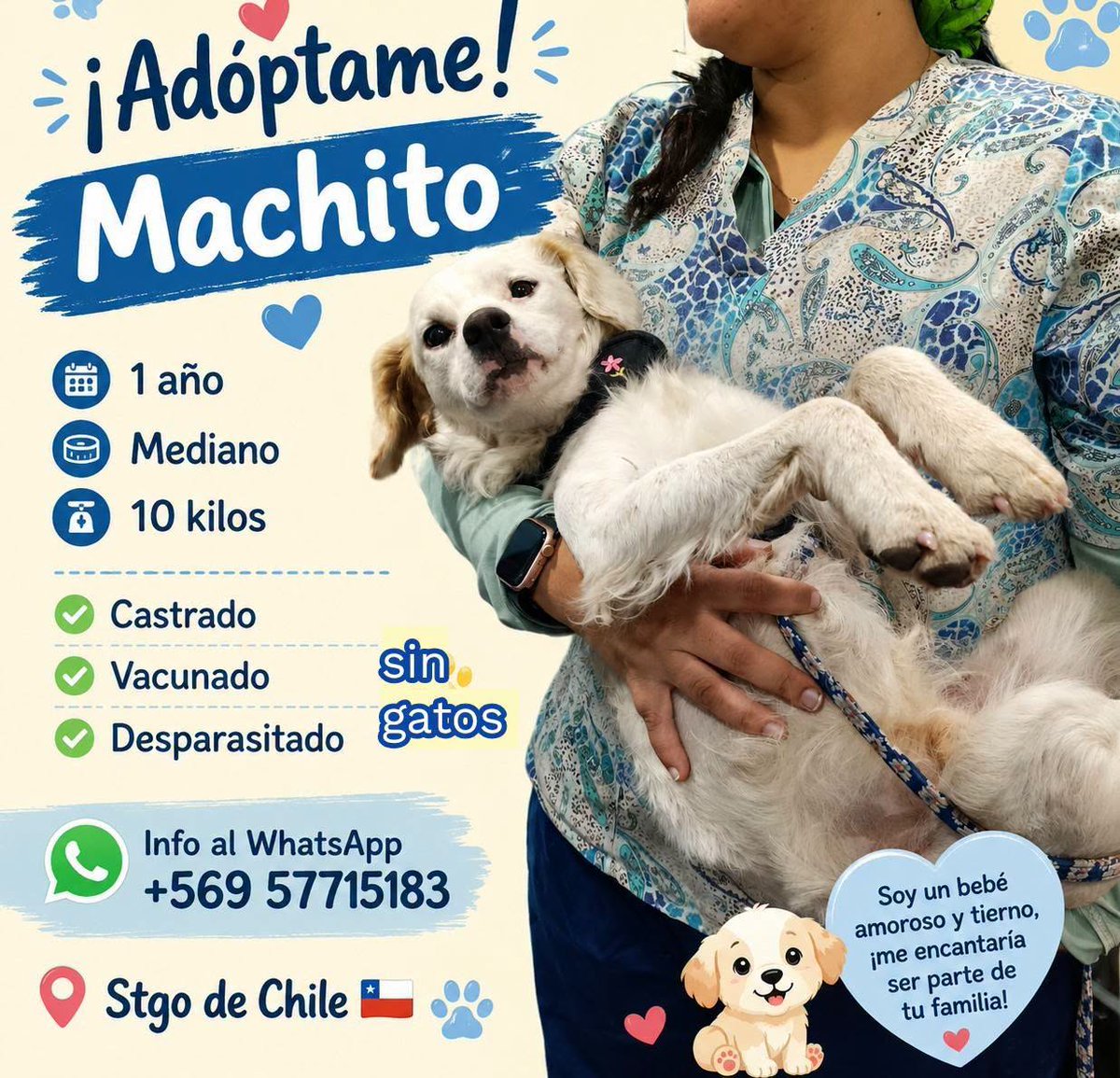 eltuitdemarsh's tweet photo. ¿Ayudamos difundiendo a este perrito para que encuentre un hogar?
#Santiago https://t.co/3sIkogML3O