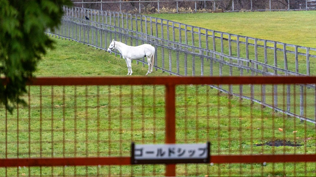 WeebSurfer09's tweet photo. in honor of Big Red Farm shutting down visitors to see Gold Ship, here's the man the myth the legend back when I saw him in 2024 except the dude refused to move from that spot way in the middle of the pasture https://t.co/sEbcgBQ9Zr