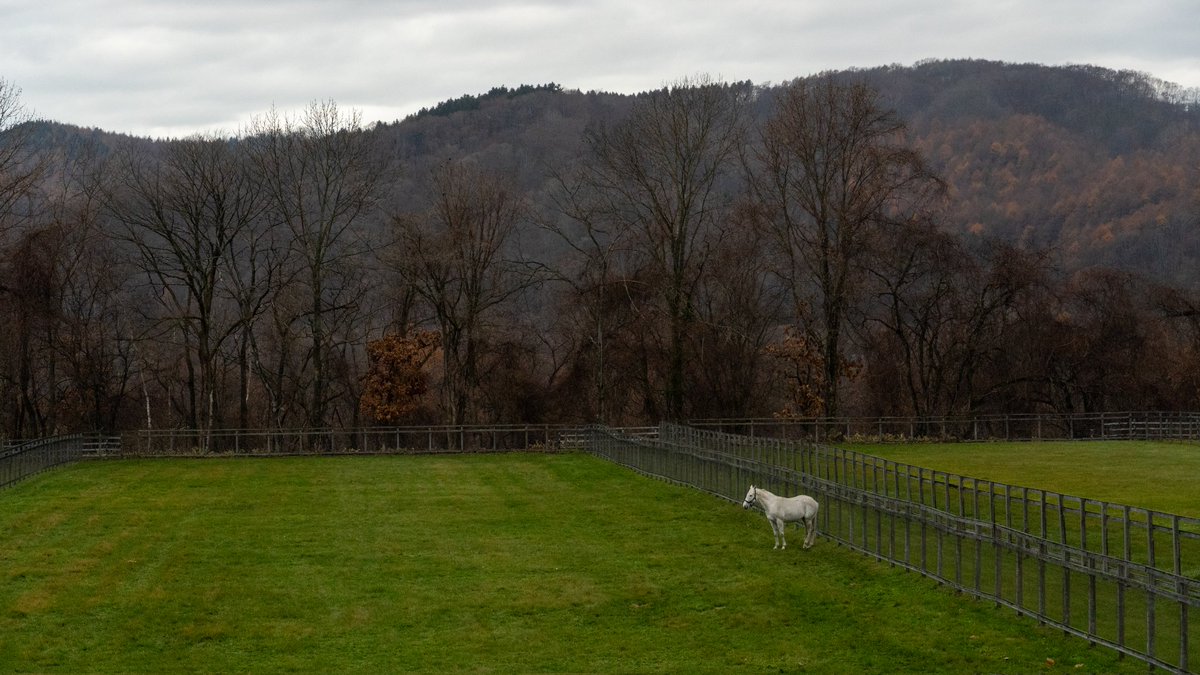 WeebSurfer09's tweet photo. in honor of Big Red Farm shutting down visitors to see Gold Ship, here's the man the myth the legend back when I saw him in 2024 except the dude refused to move from that spot way in the middle of the pasture https://t.co/sEbcgBQ9Zr