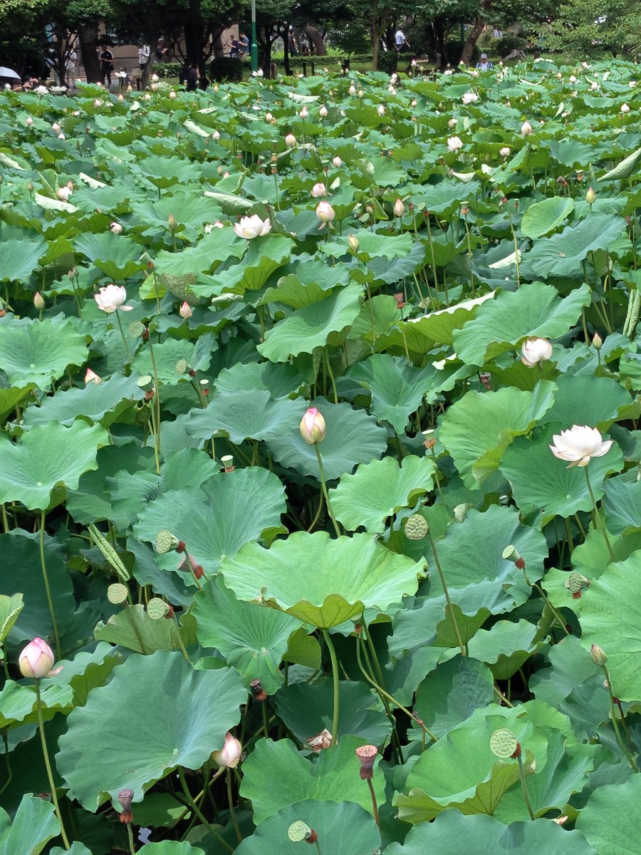 Mee12Aloha's tweet photo. おはようございます。
昨日は名古屋の鶴舞公園で遊んでいました。
すっごい人でした。
池の蓮が綺麗で、都会の真ん中とは思えない🩷

C国人が公園内のユリや蓮を勝手にちぎって撮影したりしていました👹
注意すると日本語とか英語わからんて言うんだよ！こういう輩は。

良い一日を！

 #鶴舞公園 https://t.co/0i0F0XVQm9