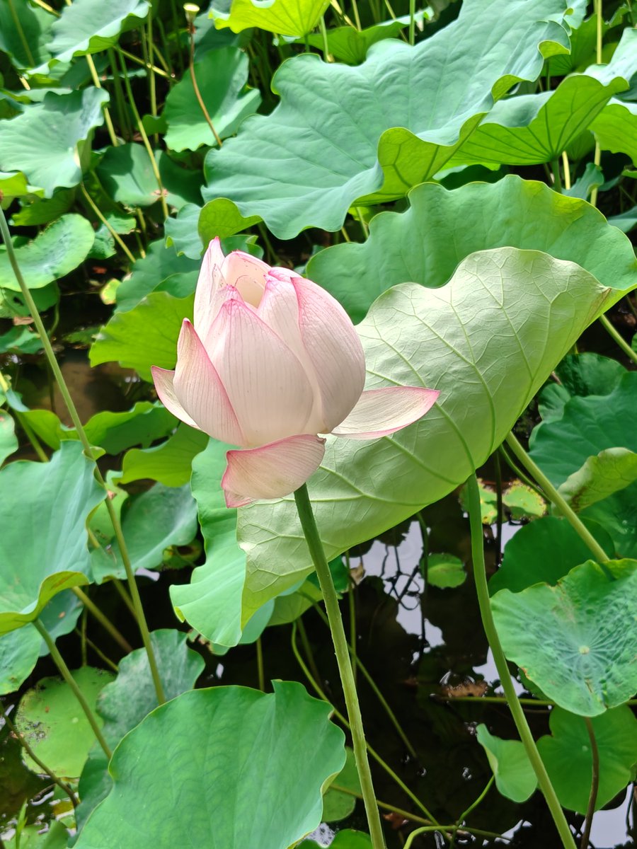 Mee12Aloha's tweet photo. おはようございます。
昨日は名古屋の鶴舞公園で遊んでいました。
すっごい人でした。
池の蓮が綺麗で、都会の真ん中とは思えない🩷

C国人が公園内のユリや蓮を勝手にちぎって撮影したりしていました👹
注意すると日本語とか英語わからんて言うんだよ！こういう輩は。

良い一日を！

 #鶴舞公園 https://t.co/0i0F0XVQm9
