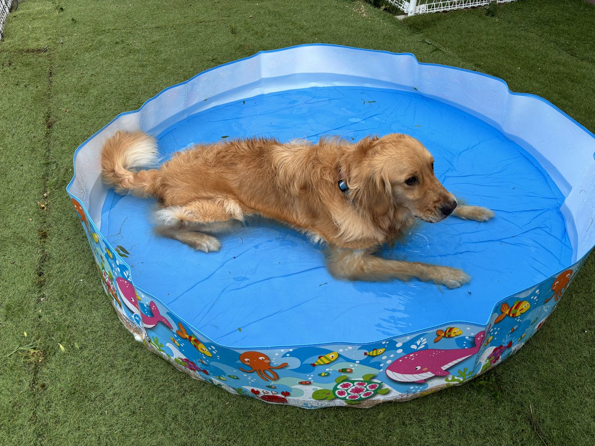 zenokichi's tweet photo. プール買ってきて水遊び(の練習)！笑
お風呂につかってるのか水飲み場なのかわからんけど自分から入るようになったからちょっと成長😊
#ゴールデンレトリバー
#プール開き https://t.co/w5An8TPcE1