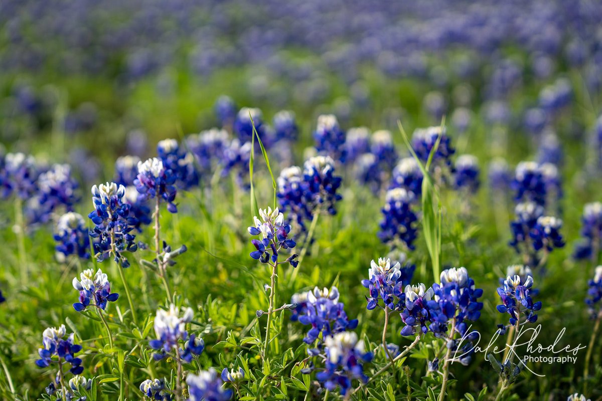 DalePhotography's tweet photo. @8ntmuch #Foreground #TexasBluebonnets https://t.co/Zqn6FsKIN1